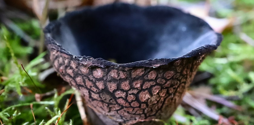 Rzadki grzyb odnaleziony w Polsce. To urna kraterowata! Czy można ją jeść?