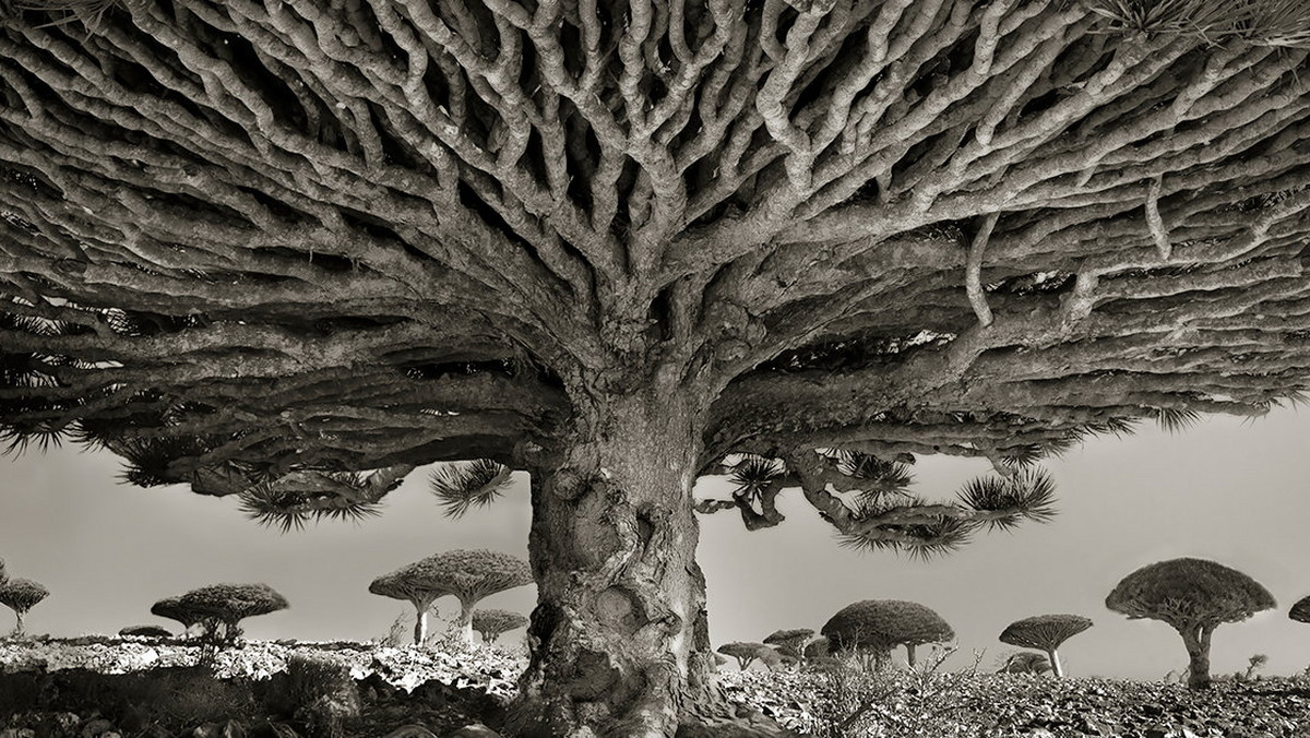 Beth Moon postawiła sobie ambitne zadanie. Przez 14 lat jeździła po całym świecie, po różnych zakątkach na ziemi i fotografowała drzewa.