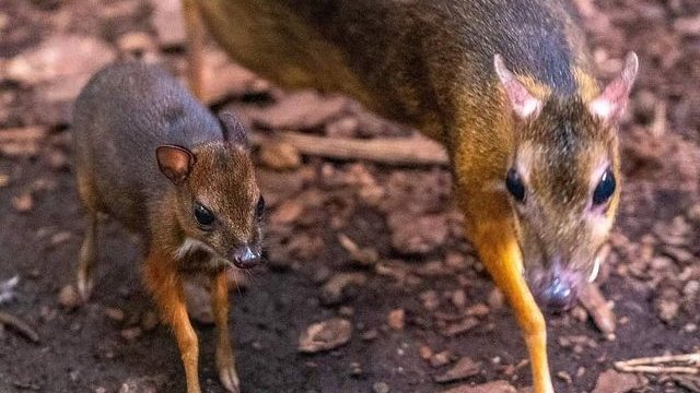 Myszojeleń w łódzkim zoo