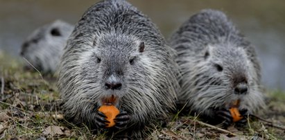 Nutrie zamieszkały w Rybniku. Tu nikt nie zrobi z nich futra!