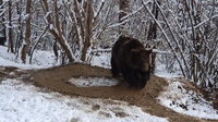 20 év bezártság után még mindig a megszokott köröket rója egy medve
