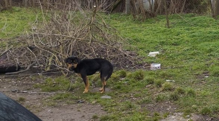 Szenvedő kutyát mentettek a rendőrök / Fotó: Police.hu