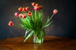 dodaj do wody w wazonie, a tulipany będą pięknie wyglądać przez wiele dni tulipany w wazonie będą długo stały