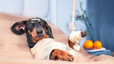 pierwsza w polsce karetka weterynaryjna w stolicy – wsparcie dla potrzebujących zwierząt