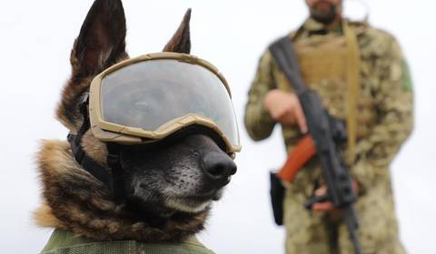 Z Rosją walczą też zwierzęta. Ukraińskie psy bojowe dostały specjalistyczny sprzęt