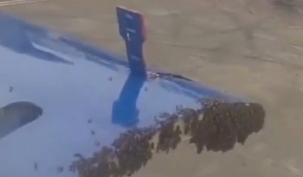 Roj pčela sleteo na vrata aviona