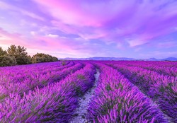 Chcesz przedłużyć kwitnienie lawendy? Te proste triki przedłużą kwitnienie aż do października