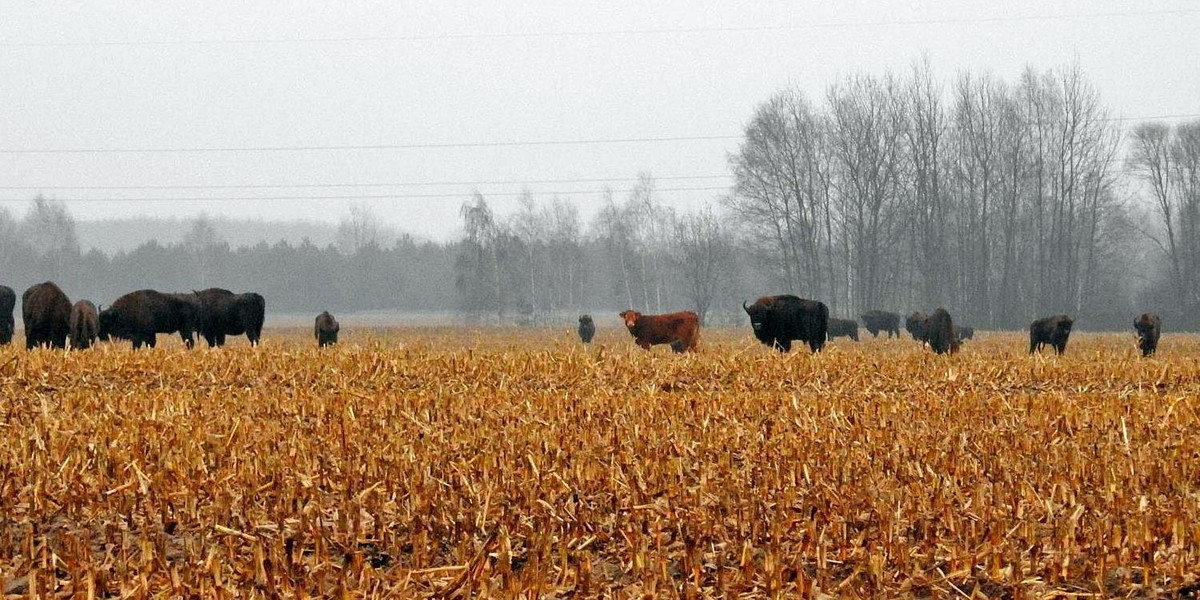 Krowa na gigancie, przyłączyła się do stada żubrów!