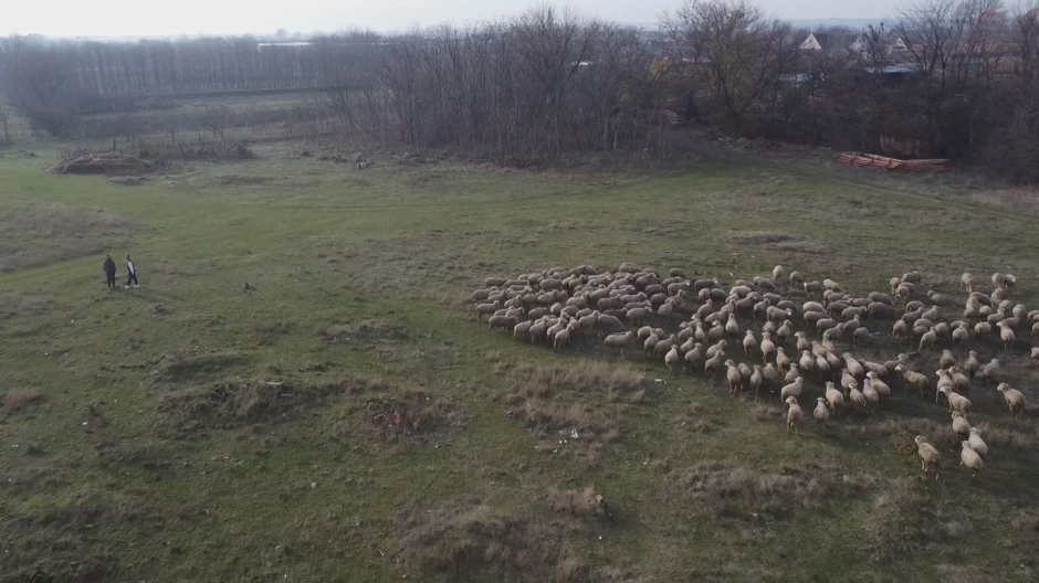 Željana i Teodor Dmitrović čuvaju stado ovaca