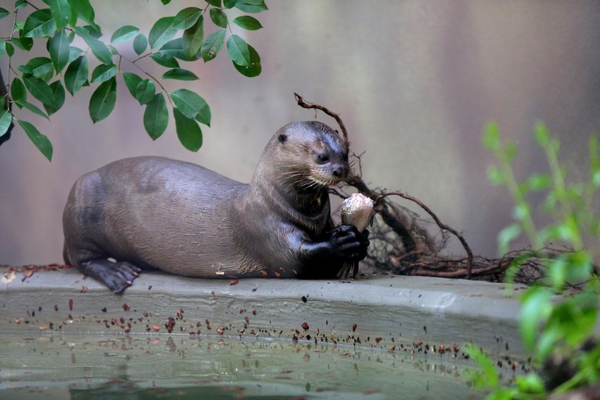 Wydry amazońskie w łódzkim zoo 