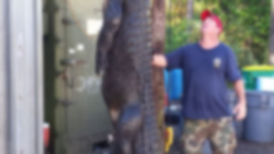 Złapali aligatora giganta: "Waży 350kg, polowaliśmy na niego kilka miesięcy"