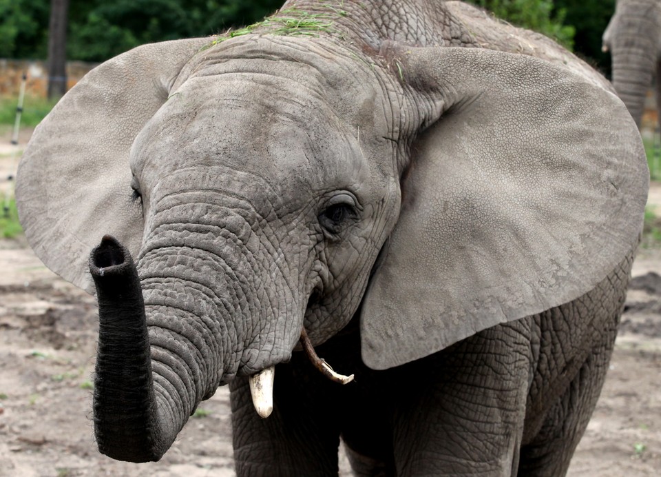 WARSZAWA ZOO POKAZY KARMIENIA