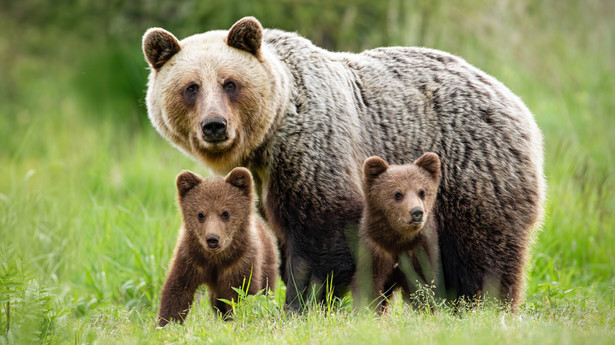 niedźwiedź niedźwiedzie niedźwiedzica z młodymi las