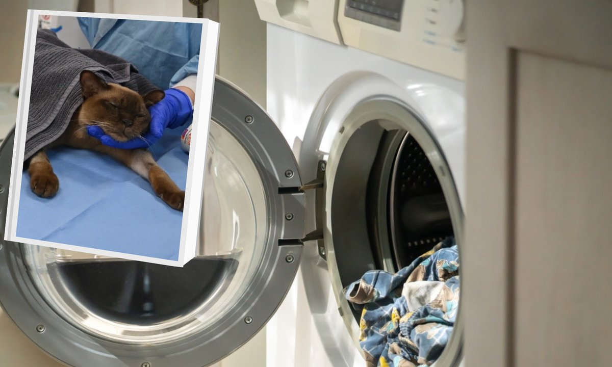 Kot był w pralce. Cudem przeżył 55-minutowy cykl prania. Weterynarze ostrzegają