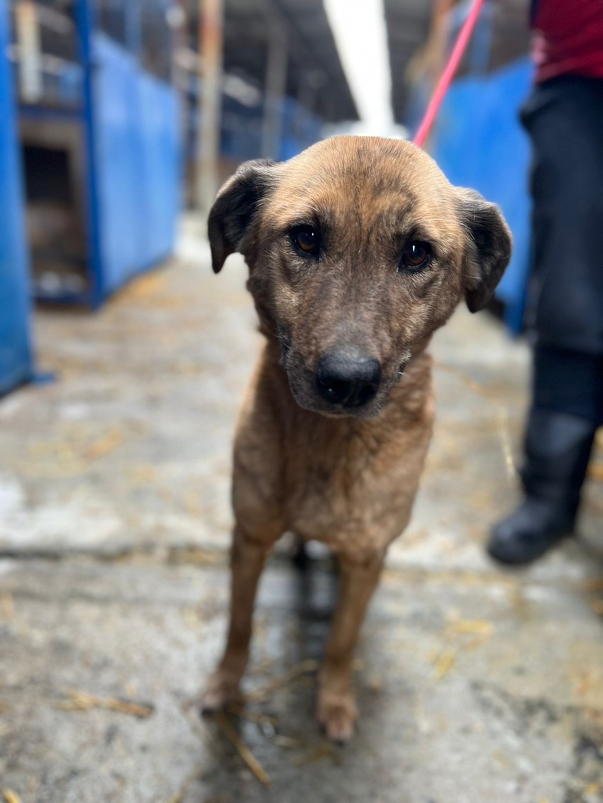 Nehumani uslovi za život pasa unutar prihvatilišta u Boru