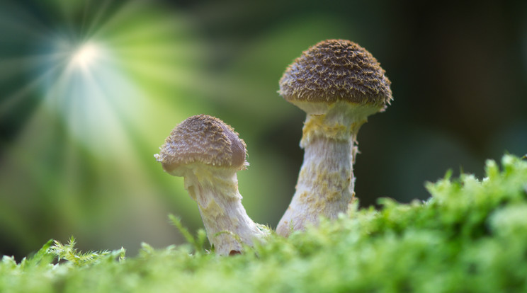 Eurázsiában és Észak-Amerikában honos, lomberdőkben élő, nyersen nem ehető gombafaj az Armillaria lutea vagy Armillaria gallica nevű gumós tuskógomba. Föld alatti gombaszövedéke igen nagy területre kiterjedhet és hosszú ideig fennmaradhat. Az USA Michigan államában molekuláris biológiai módszerekkel kimutattak egy 75 hektáros területen elterjedt, a becslések szerint 400 tonnát nyomó és legalább 2500 éves gombát / Fotó: Getty Images