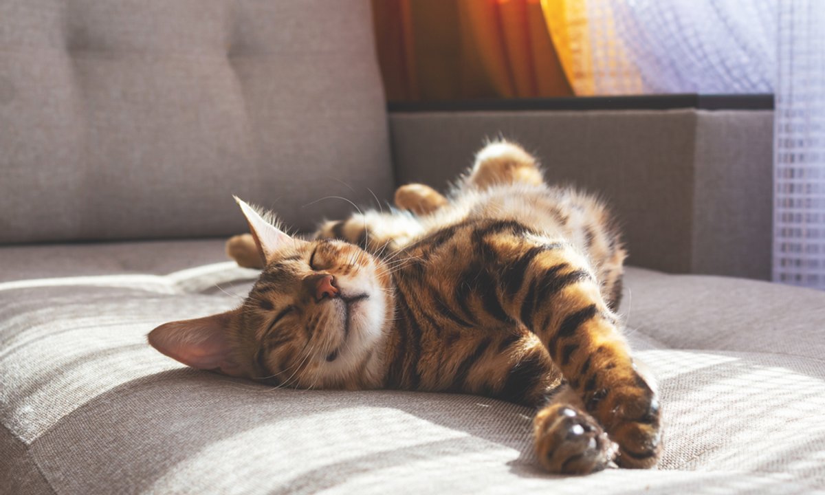 Dlaczego koty wolą spać na lewym boku? Wcale nie chodzi o wygodę