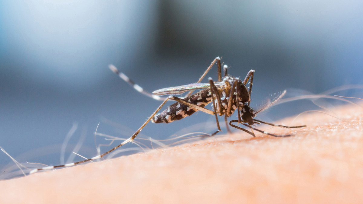 Lublin: walka z komarami w parkach i na terenach zielonych