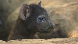 królestwo zwierząt kingdom serial przyrodniczy odcinek 3 gdzie oglądać