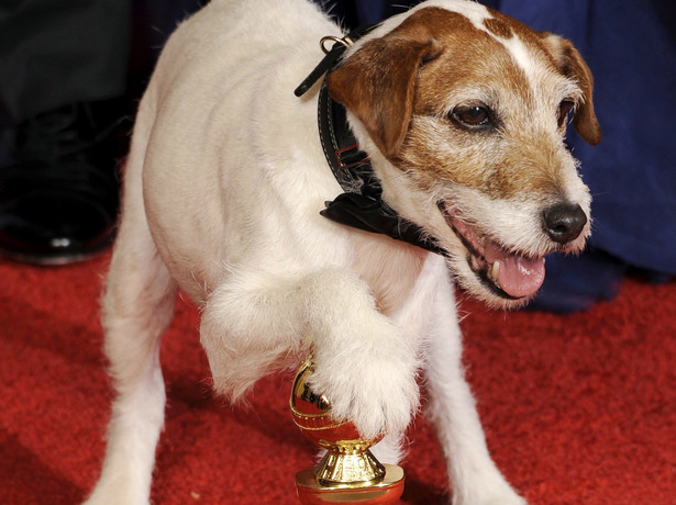 Uggie – psi gwiazdor filmu "Artysta" musi skończyć karierę