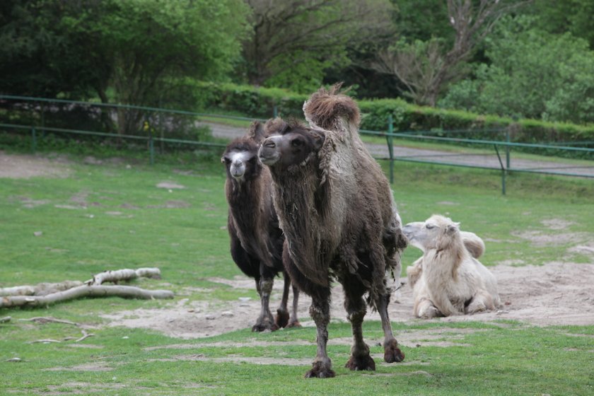 Wielbłądy w gdańskim zoo