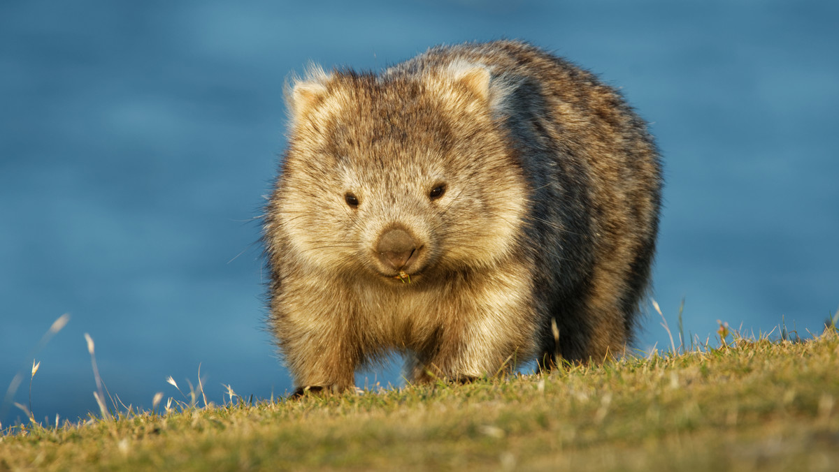 Zostań wyprowadzaczem wombatów. Tasmania chce przyciągnąć ludzi