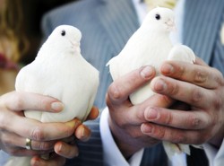 "Panie władzo, gołąb chce się zabić!" Ranking absurdalnych zgłoszeń