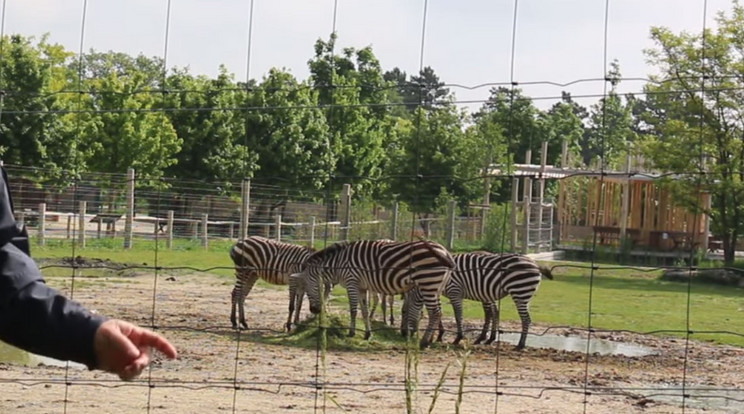 A Zebra terv / Fotó: Youtube