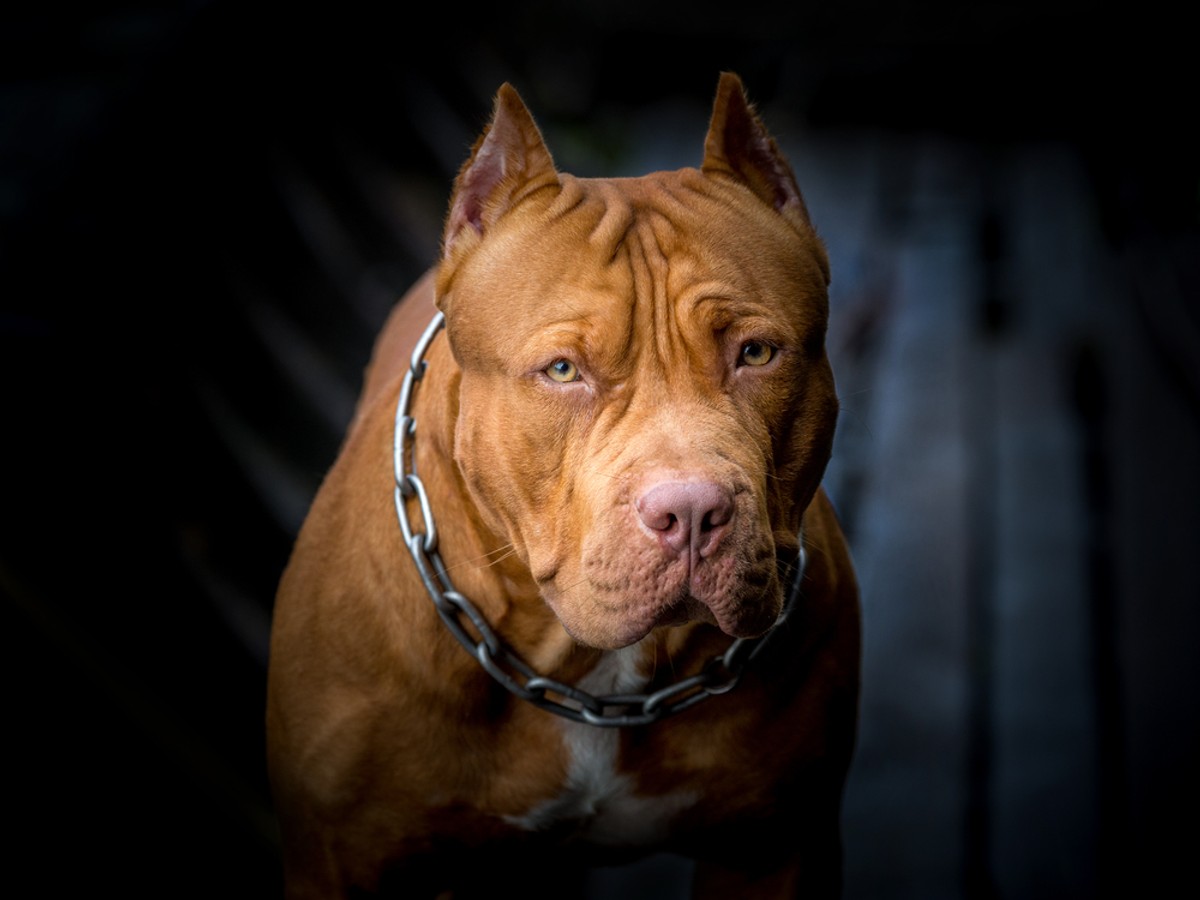 Amerykański pit bull terrier jest jedną z ras uznawanych w Polsce za agresywne.