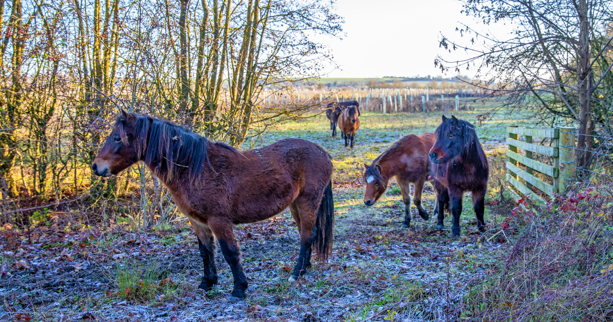 Thistle-munching Dartmoor ponies restore Cambridgeshire estate landscape