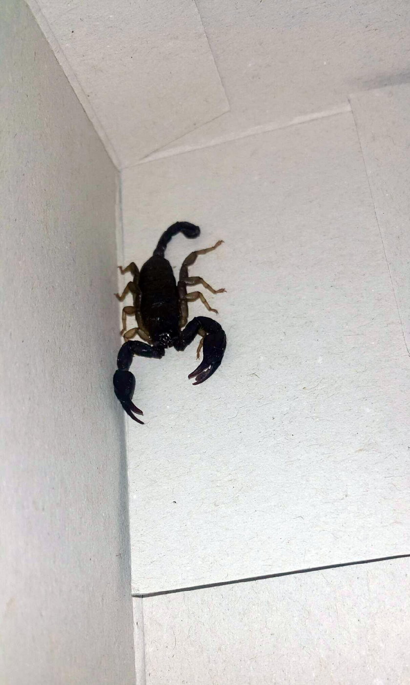 Skorpion wyszedł ze zlewozmywaka