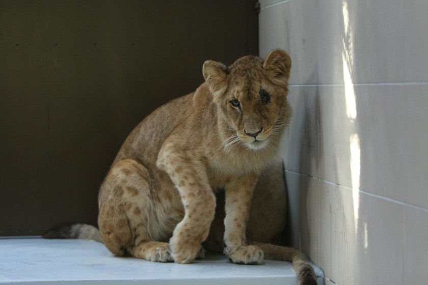 Lwy po 20 latach wróciły do zoo w Gdańsku