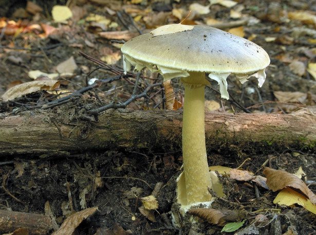 Muchomor sromotnikowy Amanita phalloides