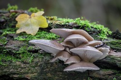 Nazywane są "leśnym mięsem". Grzyby idealne dla tych, którzy chcą schudnąć