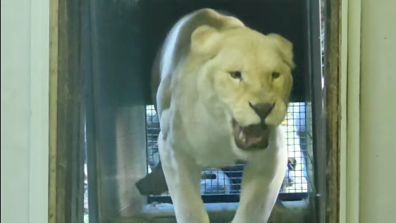 Levica prišla do bratislavskej zoo z Českej republiky.