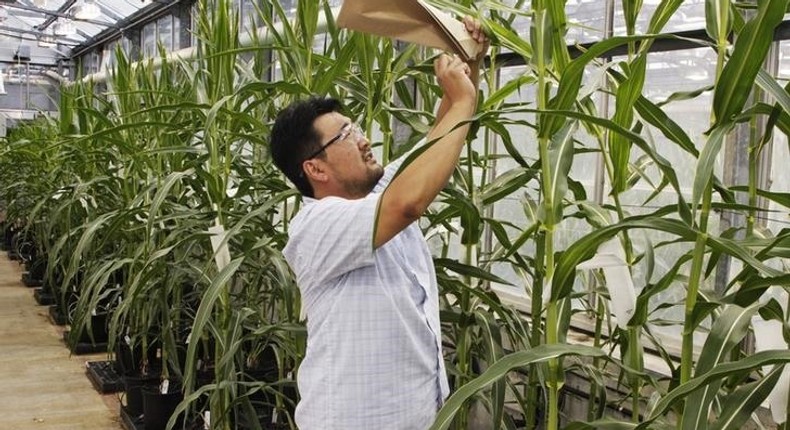 Logan Huff, Soy Plant Specialist Lead, examines corn plants in the Monsanto research facility in Chesterfield, Missouri, July 28, 2014. REUTERS/Tom Gannam