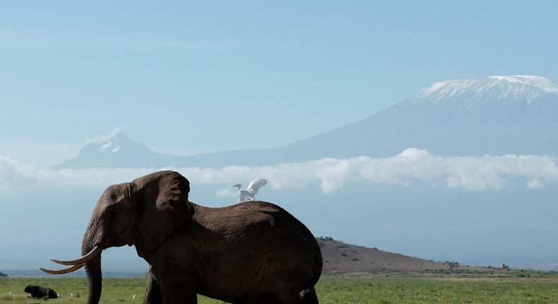 An elephant in Kenya's Amboseli National Park in front of Mount Kilimanjaro.