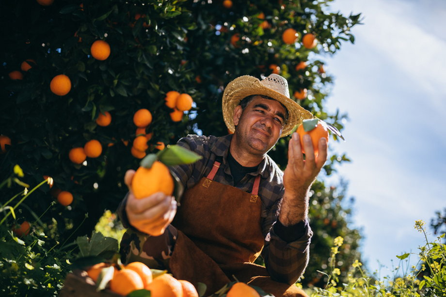 Na Cyprze znajdziemy ogromne uprawy cytrusów.  Pomarańcze i mandarynki to jednak tylko część owoców, które można skosztować na wyspie. Warto spróbować owoców opuncji dojrzewających z końcem lata. Ponadto cypryjskie słońce i ziemia sprzyja uprawie winogron. 