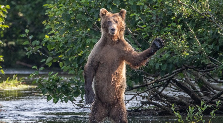 Comedy Wildlife Awards