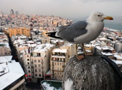 Na narty tylko do... Turcji