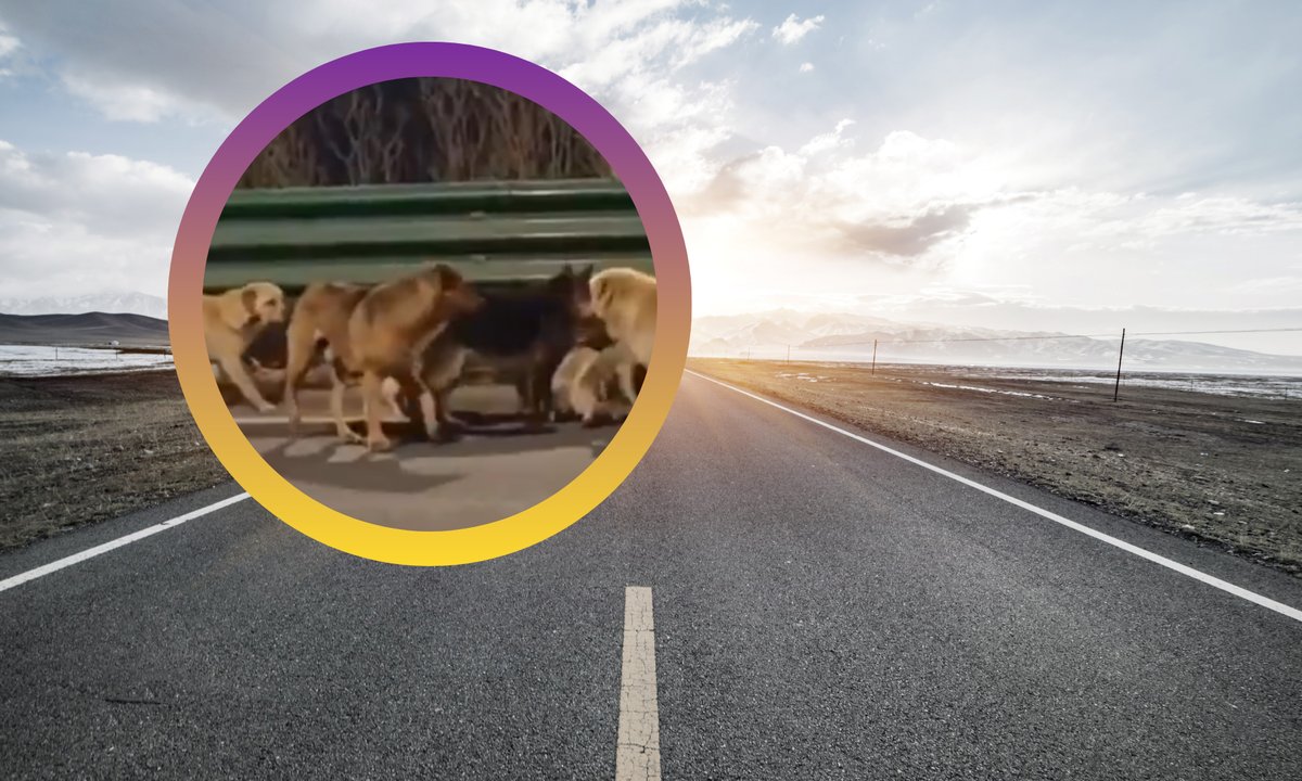 Psy uciekły z transportu na rzeź. Poruszające nagranie obiegło sieć