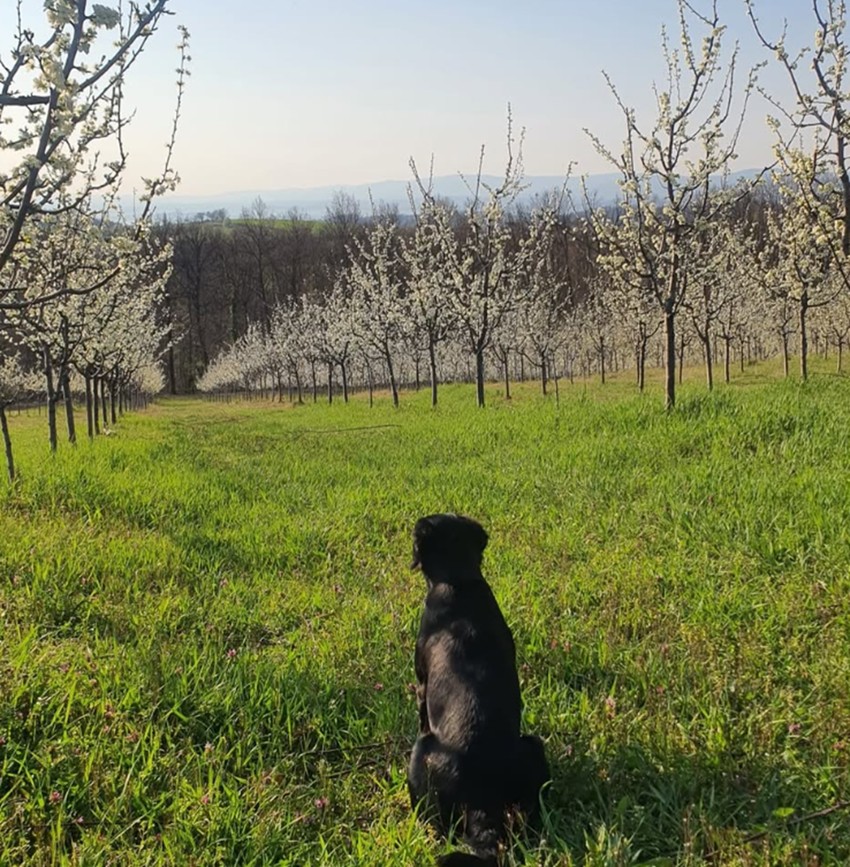 Imanje Nenada Jezdića