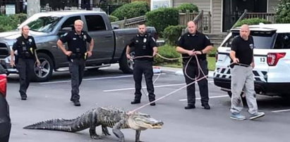 Policjanci prowadzili wielkiego aligatora na sznurku. O co chodzi?
