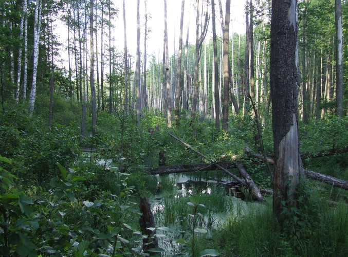 Uroki Puszczy Białowieskiej © www.tydecydujesz.org Fot. Jacek Winiarski