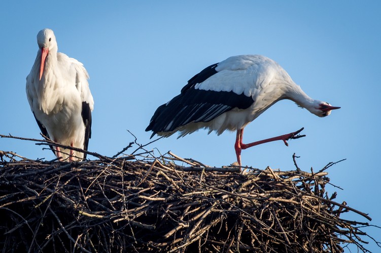 W bydgoskim Łęgnowie przy drodze wojewódzkiej nr 394 pojawiły się pierwsze bociany