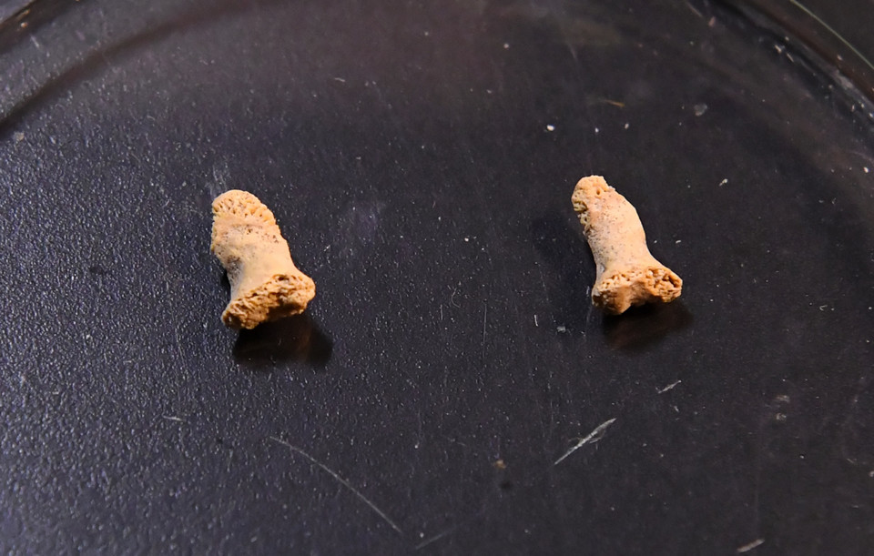 Kości dłoni należące do neandertalskiego dziecka