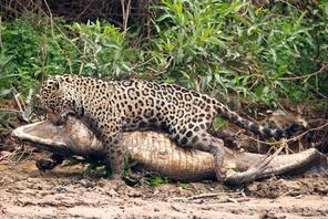 Big Cat Ambushes Giant Reptile in Brazilian Pantanal