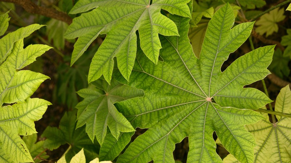 Aralia - lunamarina/stock.adobe.com