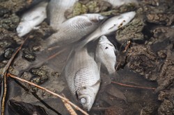 Setki śniętych ryb w Prośnie. "Doszło do jakiegoś skażenia"