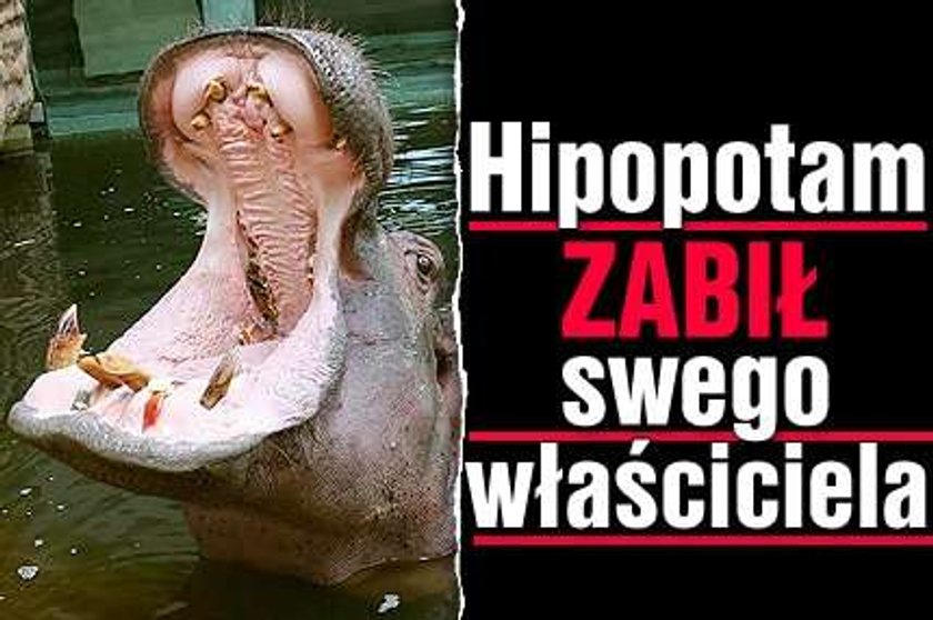 Hipopotam zabił swego właściciela